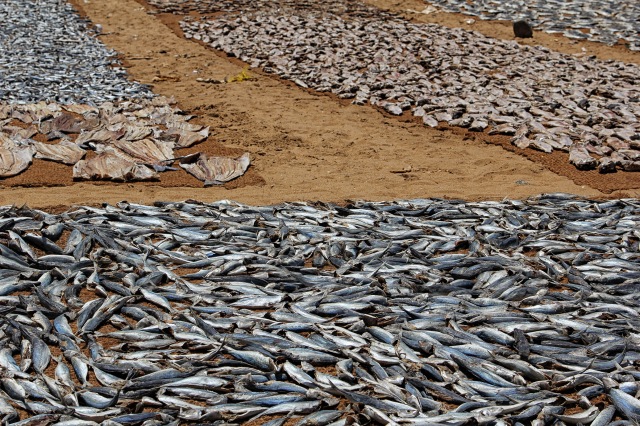 Drying fish Negombo