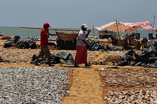 Negombo fish market