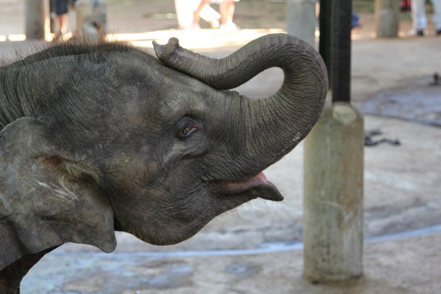 Pinnawala - baby elephant