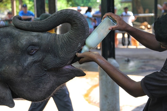 Pinnawala - baby elephant milk