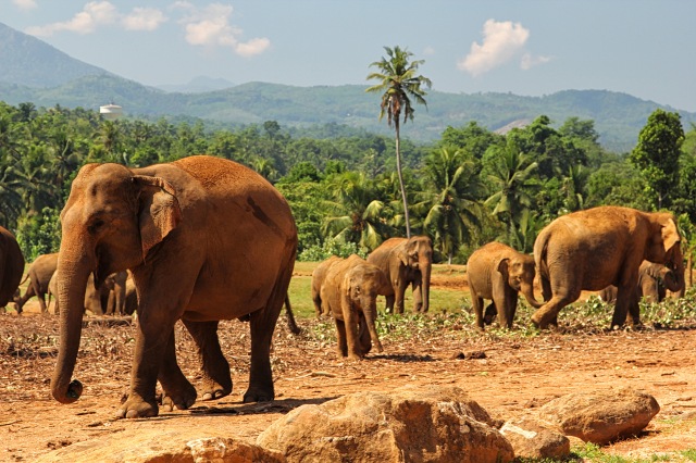 Pinnawala - elephants