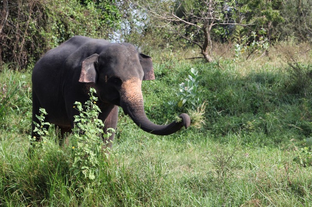 Minneriya first elephant