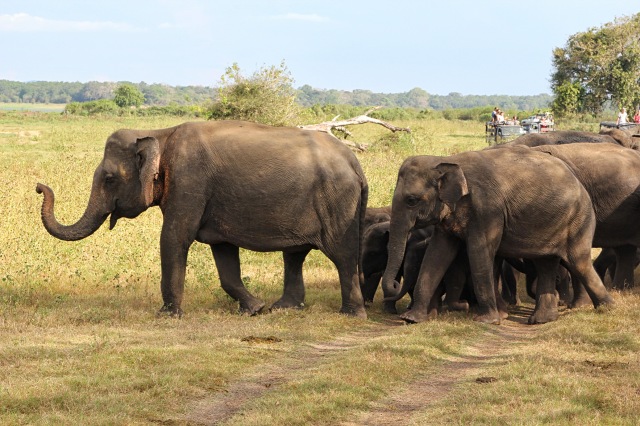 Minneriya - elephants walking