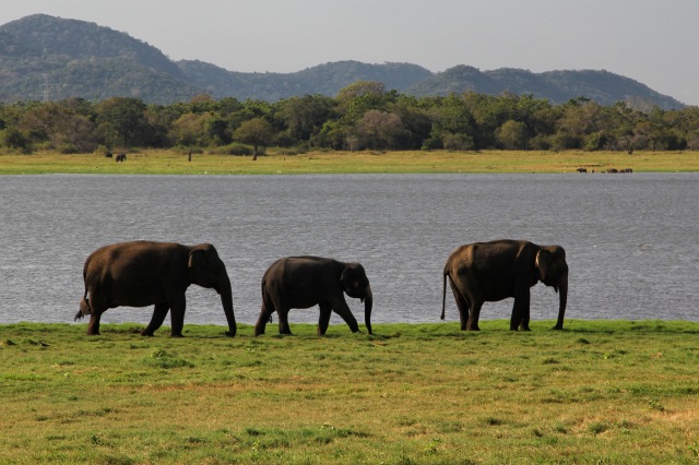 Minneriya National Park - elephants near lake