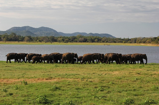 Minneriya - elephants near lake