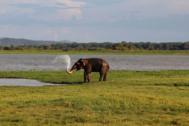 Minneriya - large male elephant