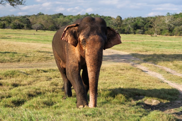 Minnerya - large male elephant