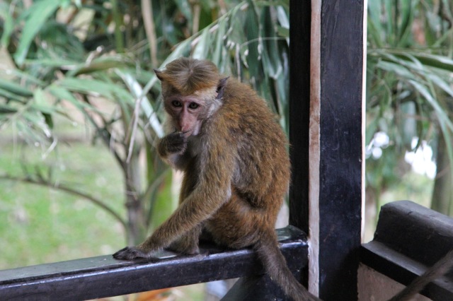 Cinnamon Lodge - monkeys