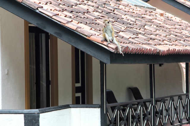 Cinnamon Lodge - monkey roof