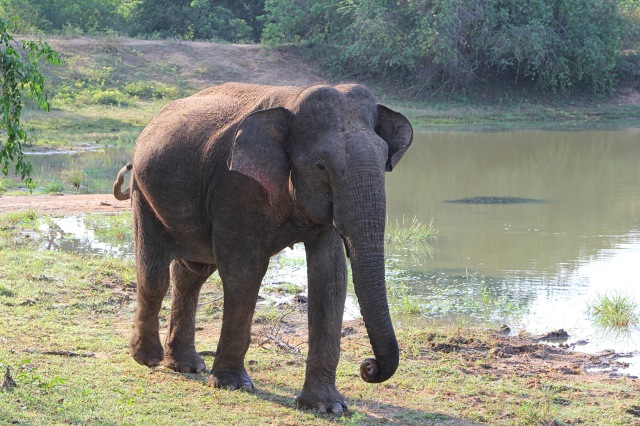  Yala elephant
