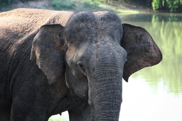  Yala elephant