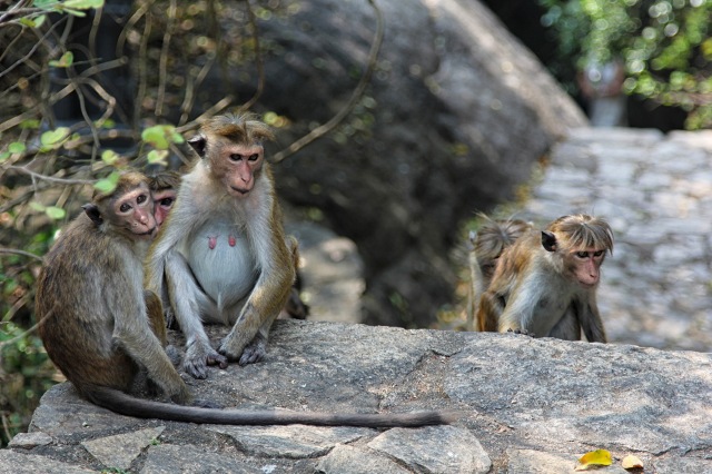Dambulla monkeys