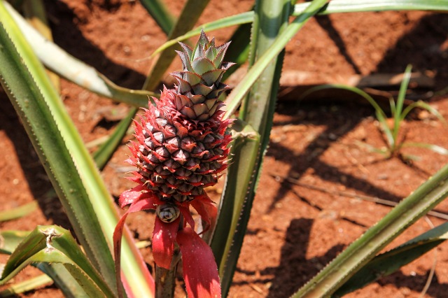 Spice Garden - pineapple