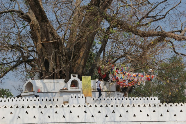 Temple of the Tooth - bodhi tree