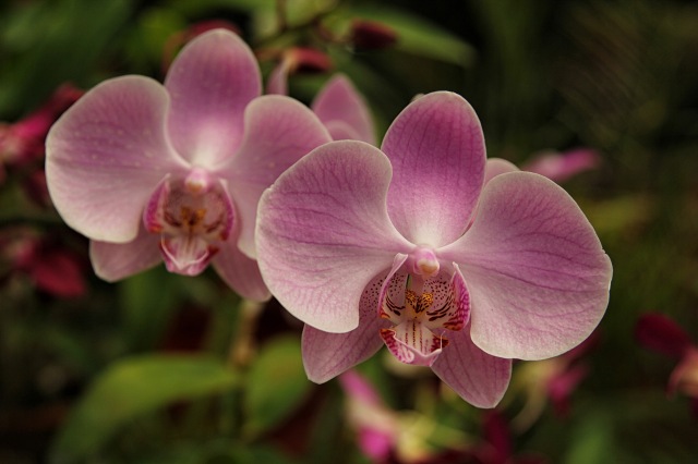 Botanic Garden - orchid