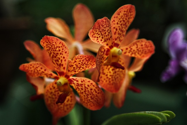 Botanic Garden - orchid