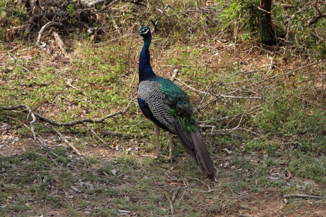 Yala peacock