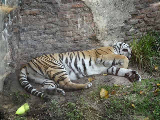 Animal Kingdom tiger