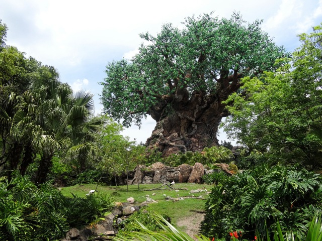 Animal Kingdom tree of life