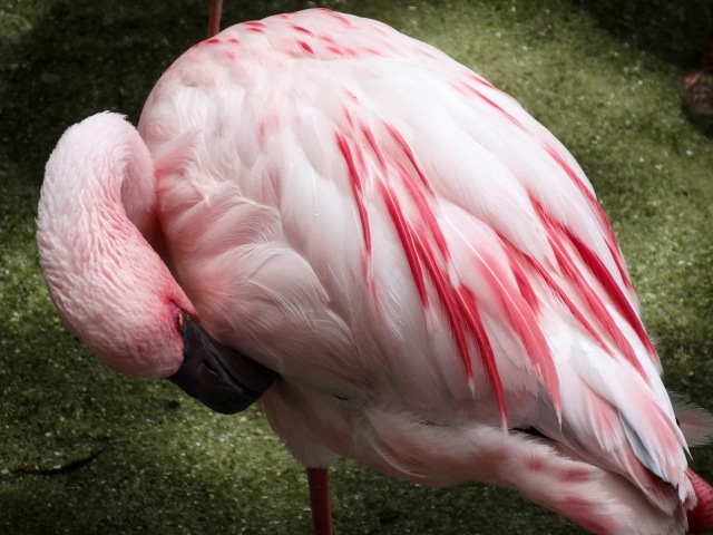 Animal Kingdom flamingo