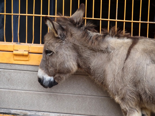 Animal Kingdom donkey