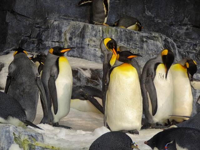 SeaWorld penguins