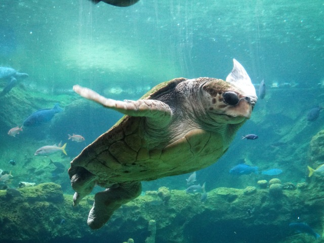 SeaWorld turtle